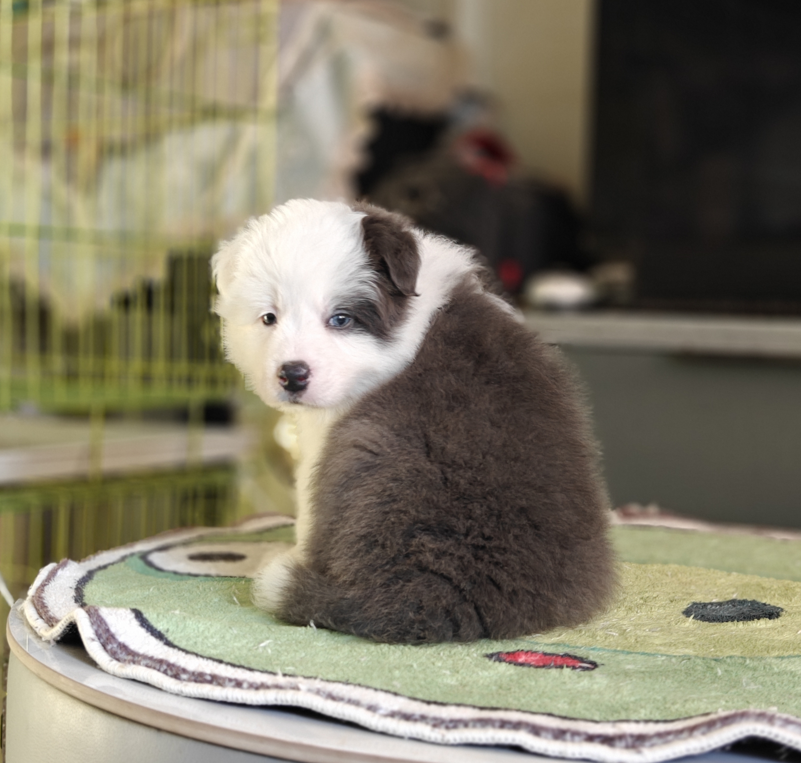 纯种高品质大骨量大毛量蓝白弟弟